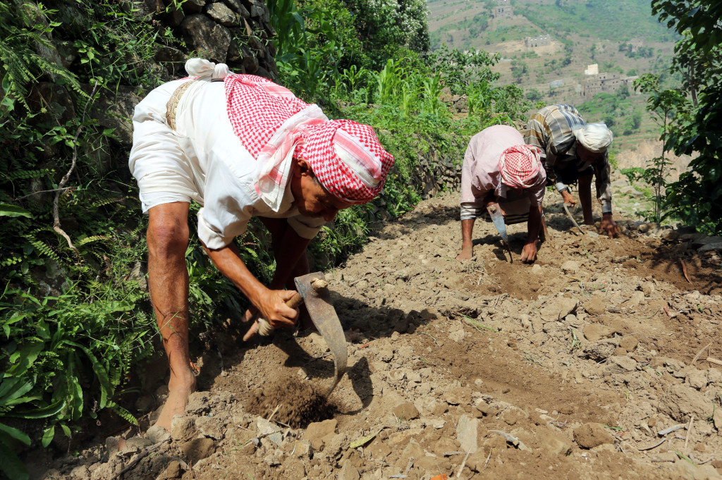 Men work in a farm on Dhalamlam Mountain, in the Jafariya district of the western province of Raymah, Yemen May 21, 2016. Reuters Photo/Abduljabbar Zeyad