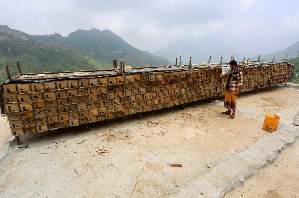 A beekeeper checks his beehives in the mountains, in the Jafariya district of the western province of Raymah, Yemen May 21, 2016. Reuters Photo/Abduljabbar Zeyad