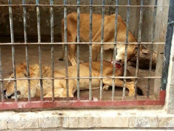 lions-starving.jpg