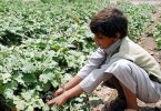 A boy holds some of the vegetables grown in the farms flooded with the sewage water in Bani Al-Haret District in northern Sana’a city. © UNICEF Yemen/2015/Al-Asaadi
